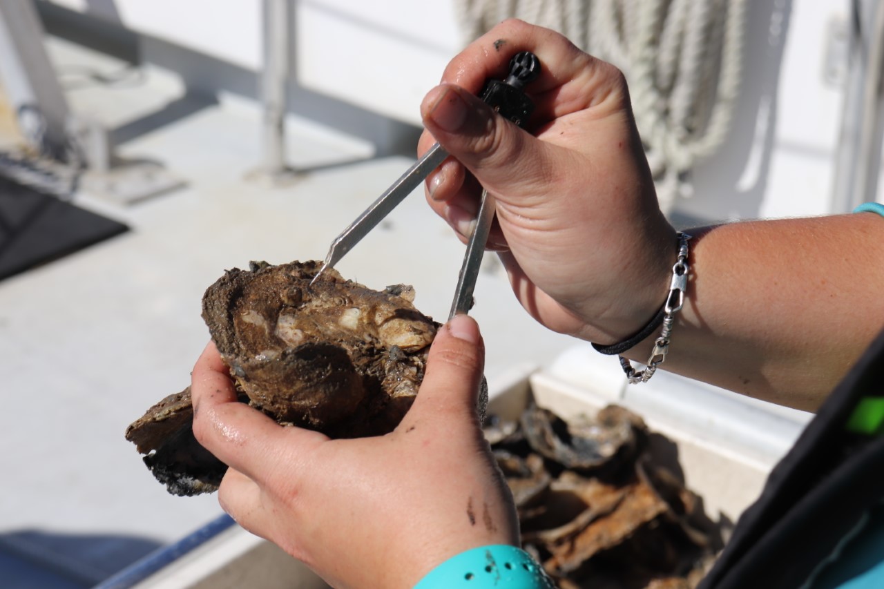 Oysters – a Valuable Resource
