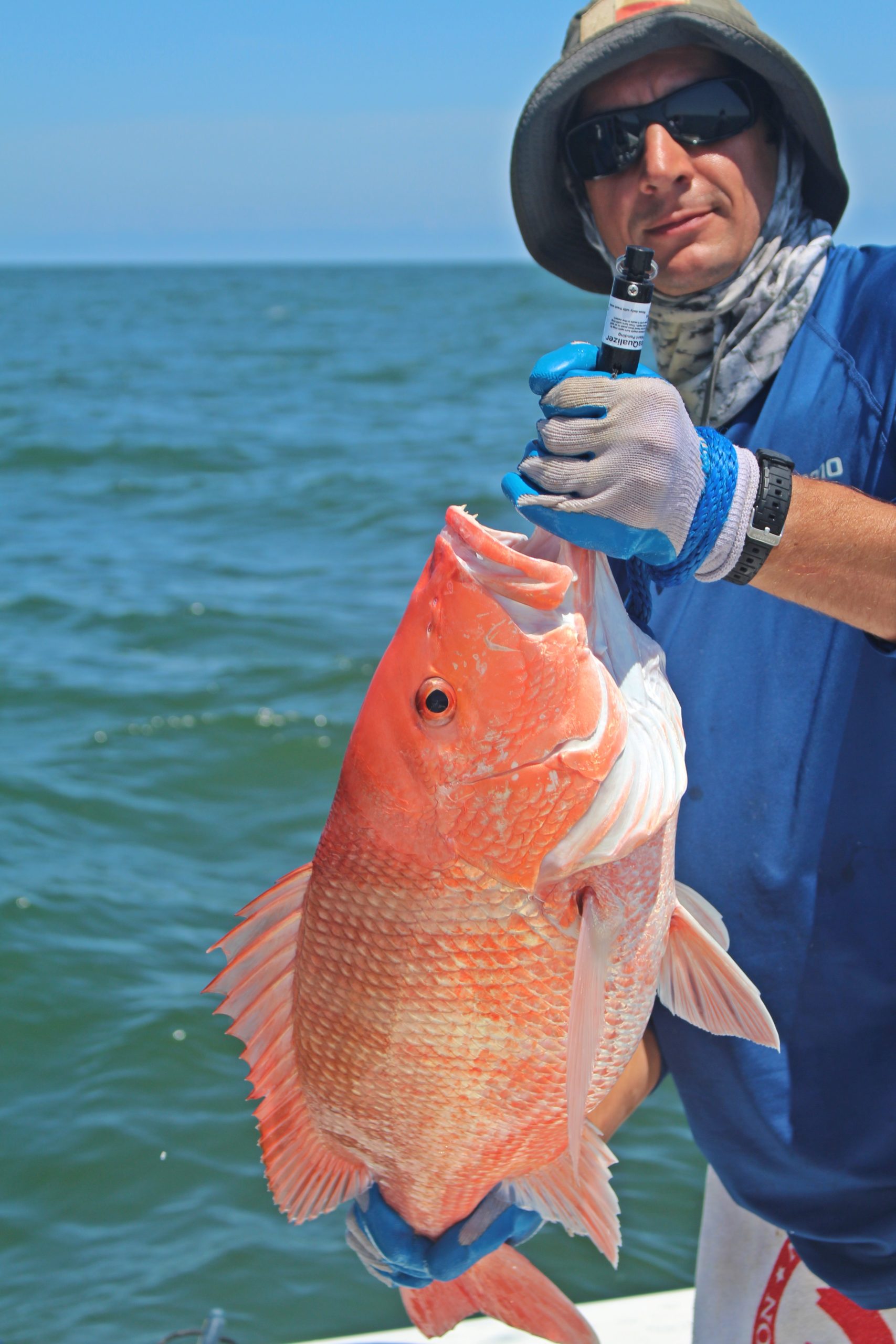 Red Snapper Count reveals decades of NOAA inaccuracy