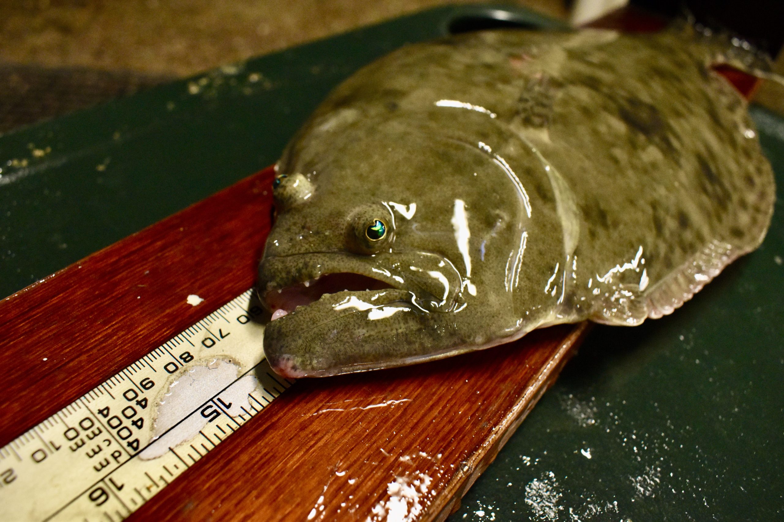 Texas Parks and Wildlife Commission approves flounder regulations