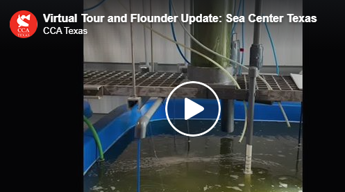 Virtual Tour and Flounder Update: Sea Center Texas