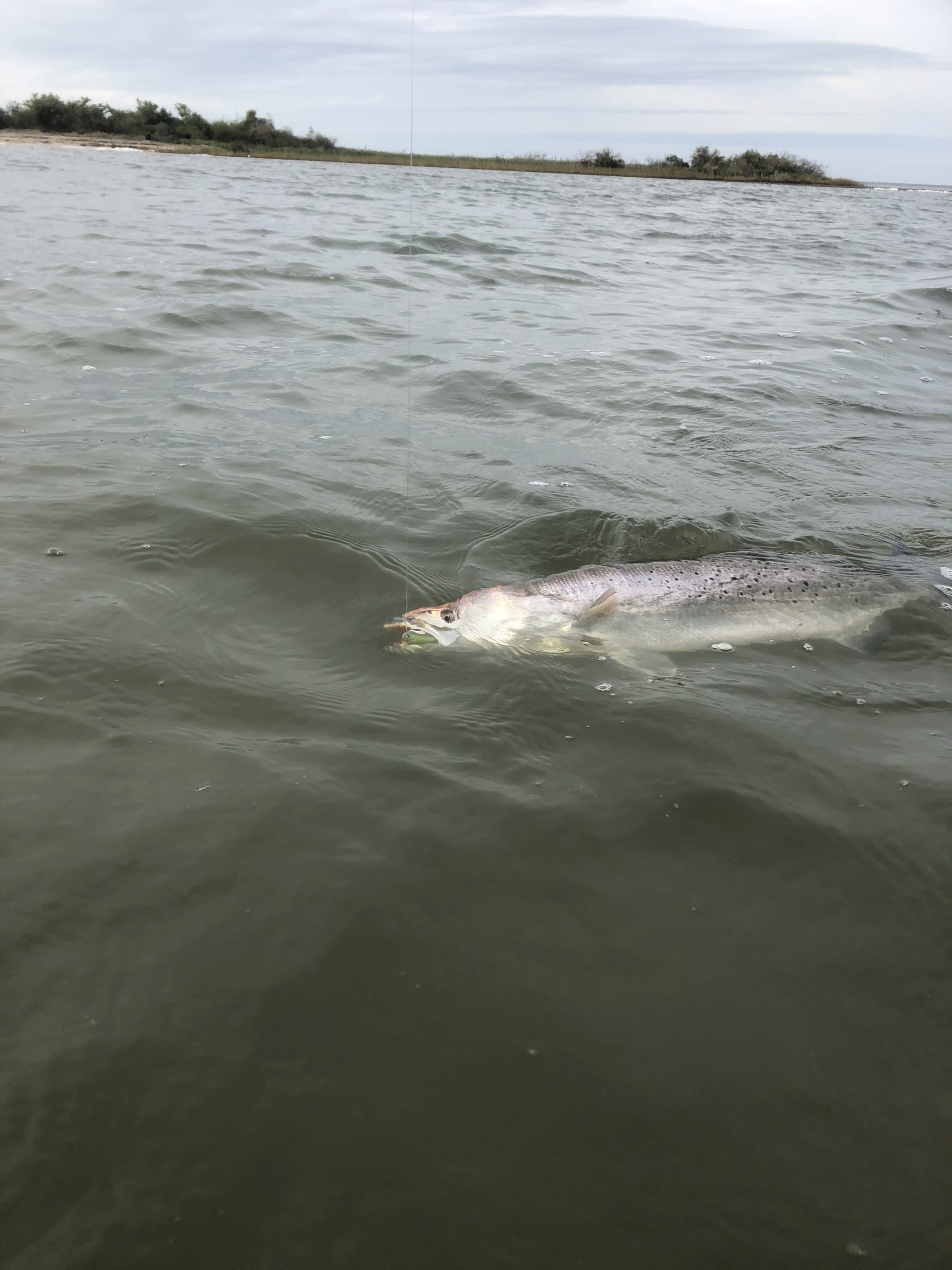 Texas Parks and Wildlife Commission Temporarily Alters Laguna Madre Spotted Seatrout Regulations