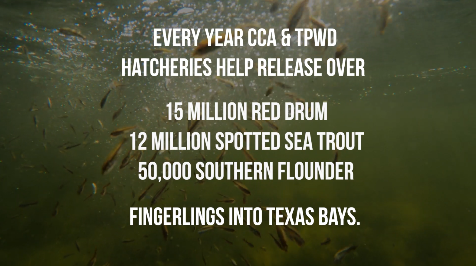 WATCH: CCA & Texas Parks and Wildlife Department 2021 Laguna Madre Spotted Sea Trout Fingerling Release