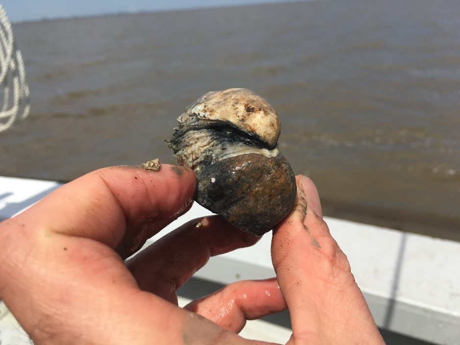 Texas Parks and Wildlife Needs Our Help: Proposed Oyster Harvesting Amendment
