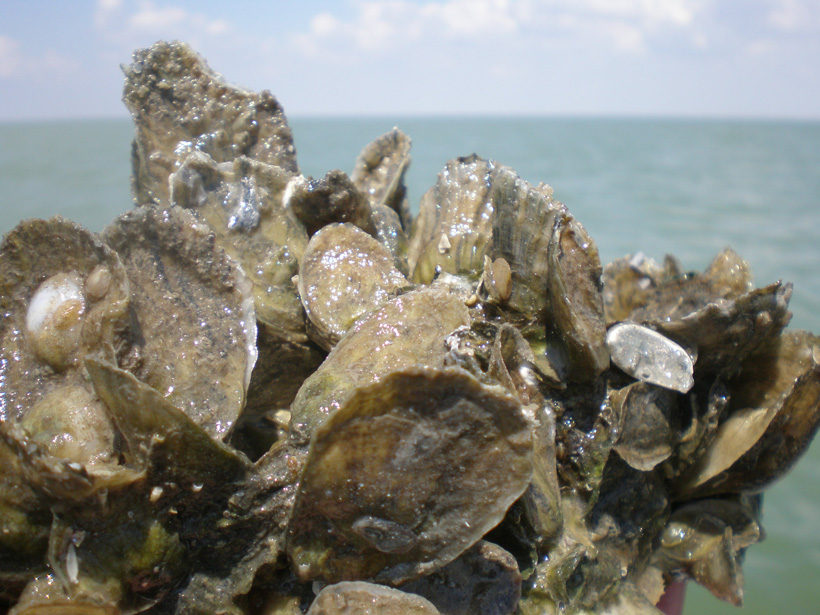 LETTER: Conservation Organizations Join CCA Texas and FlatsWorthy to Address Critical Concerns Over Continued Decline of Oyster Fishery