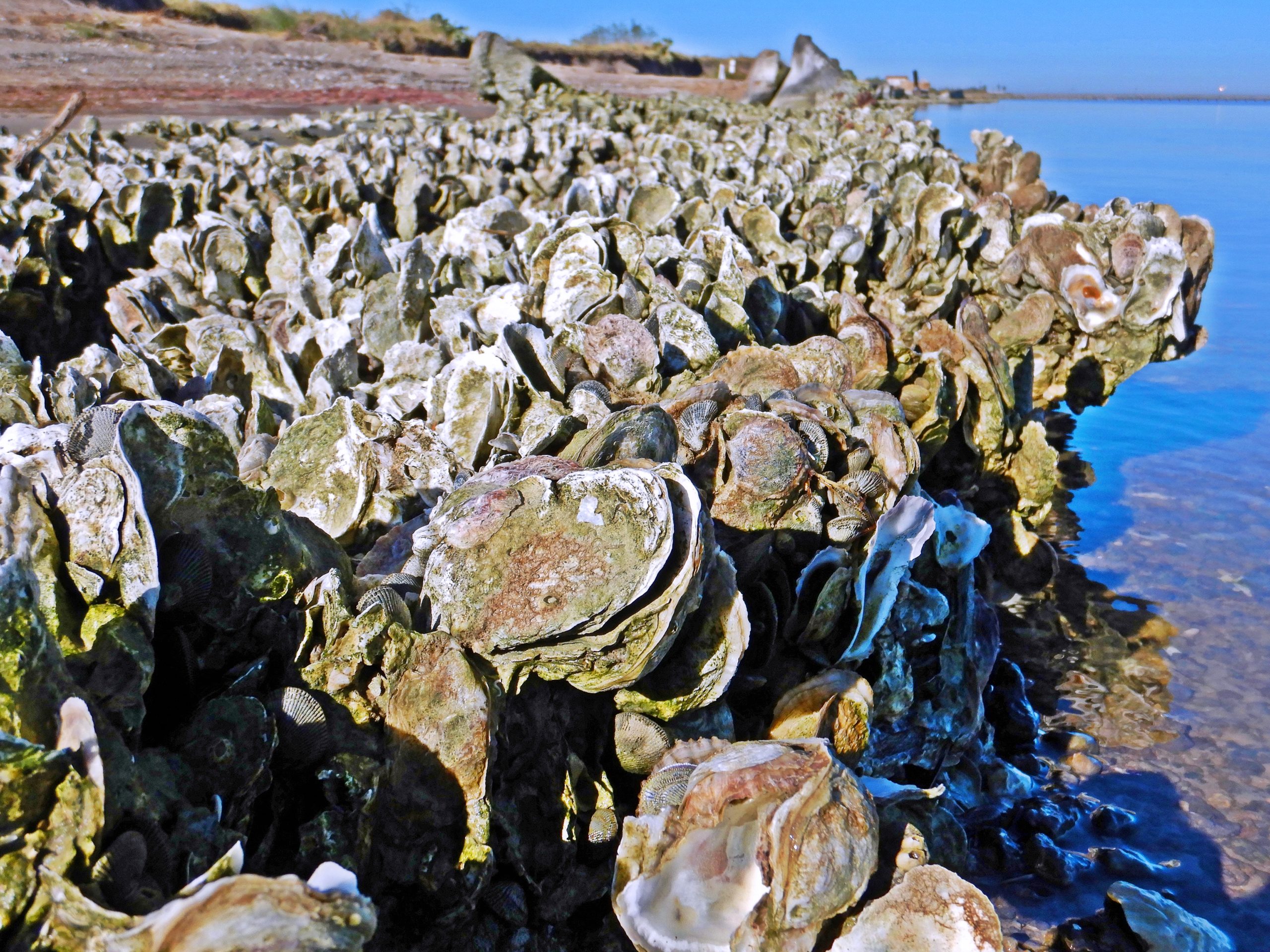 UPDATE: TPWD Seeks Input on Proposed Oyster Closures
