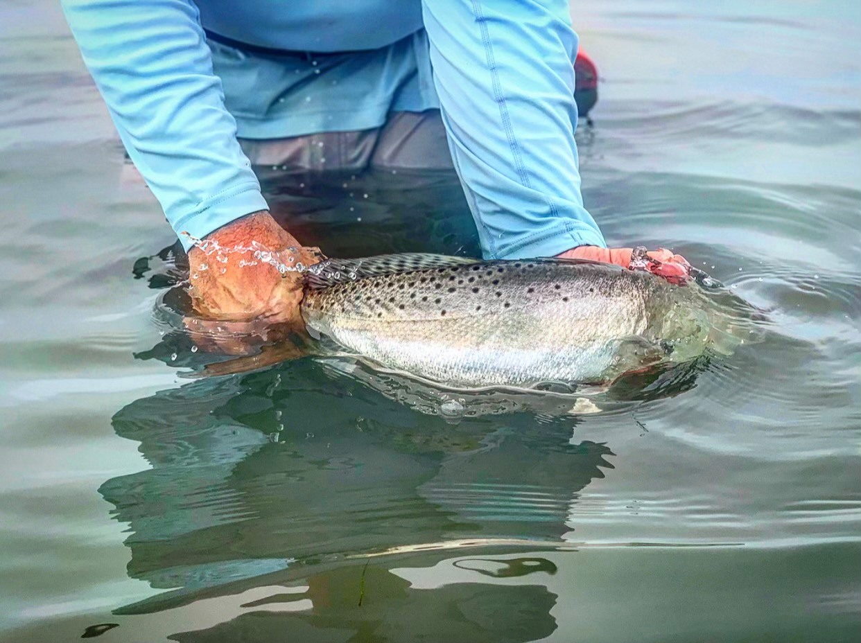 UPDATE: Temporary Spotted Seatrout Regulations Approved by TPWD