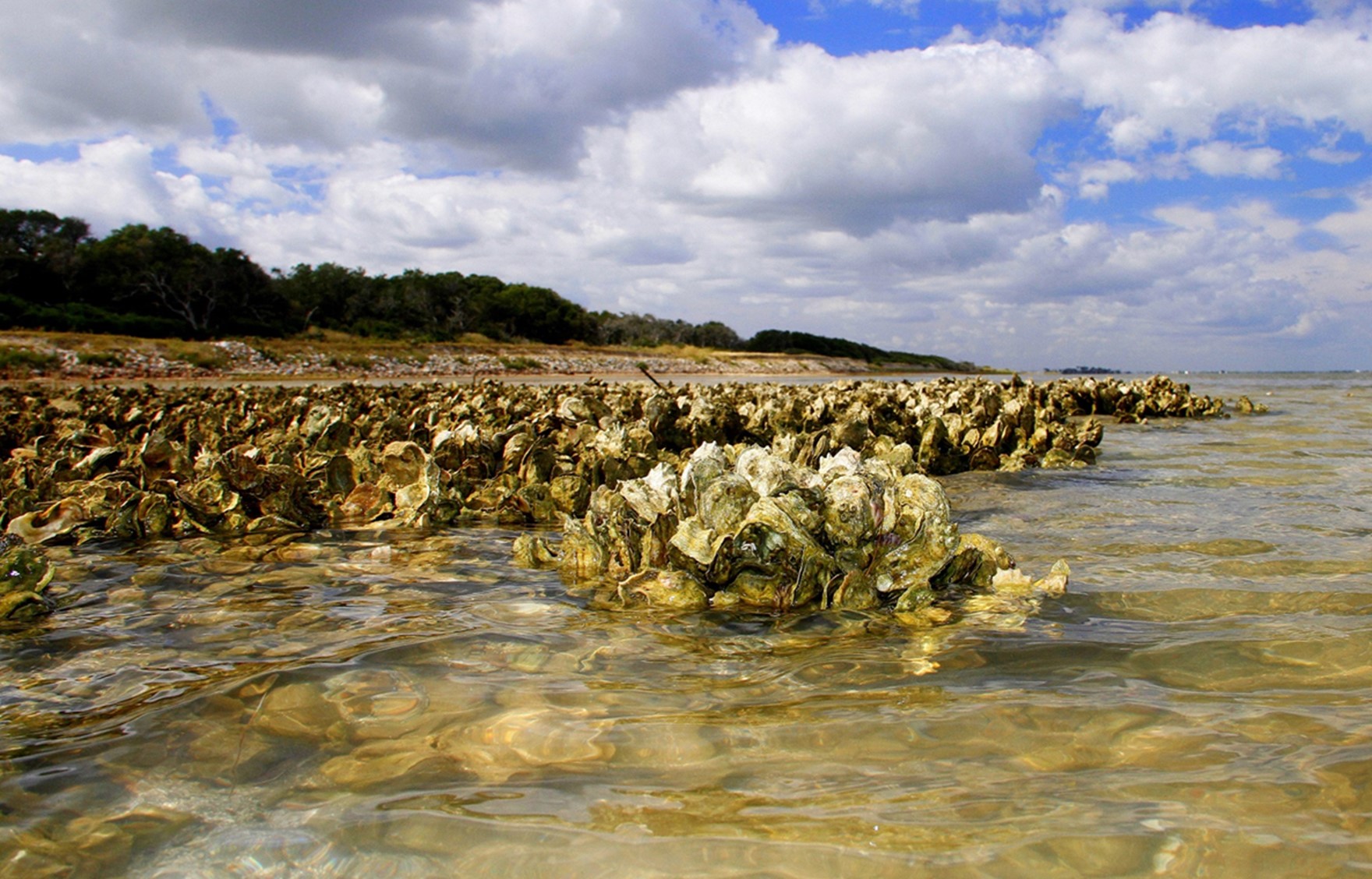 Moore Outdoors Podcast: Problems with Oyster Harvest Along the Coast with Shane Bonnot