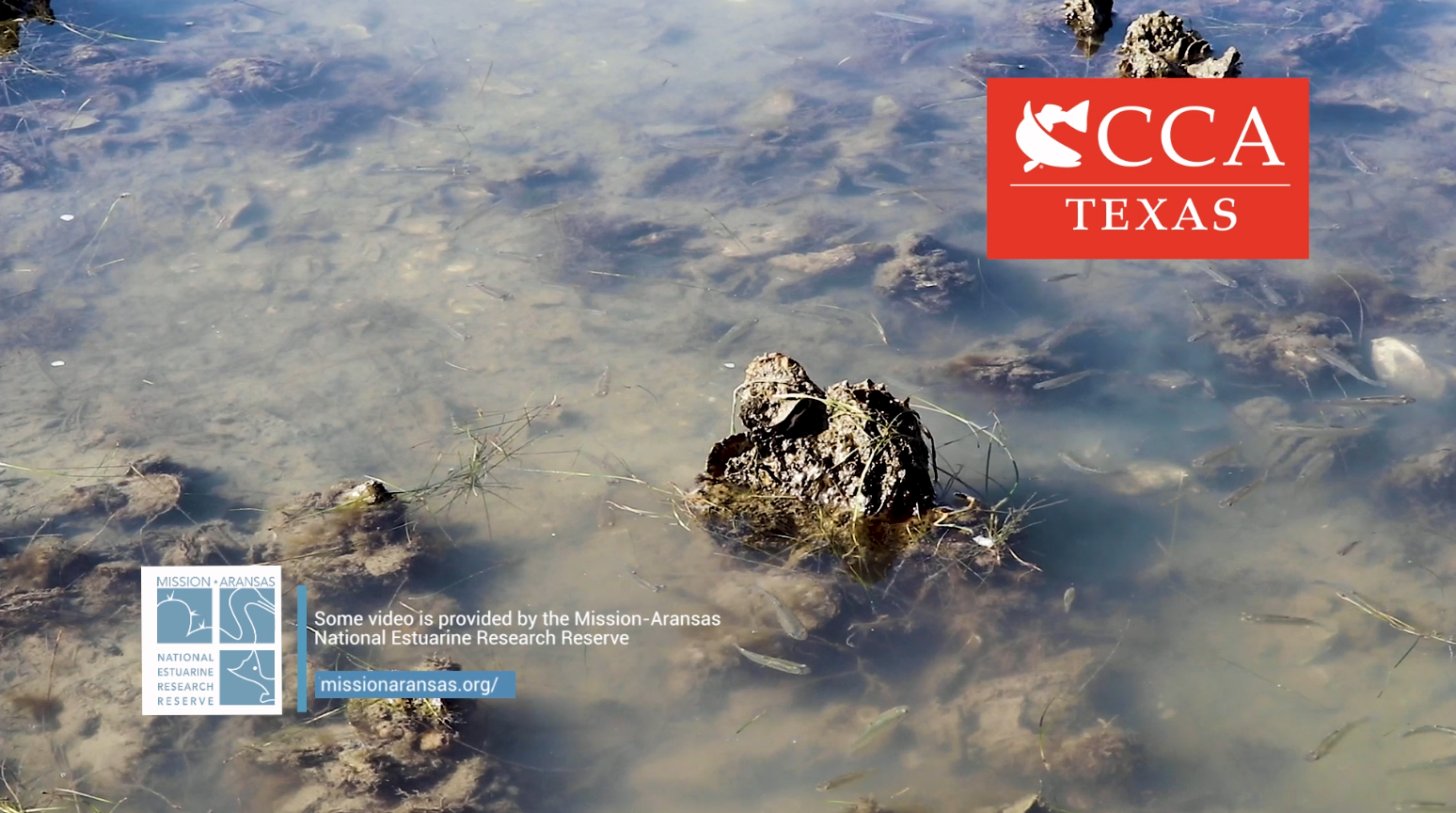 WATCH our New TV Commercial – CCA Texas: Committed to Restoring and Rebuilding Texas Oyster Reefs