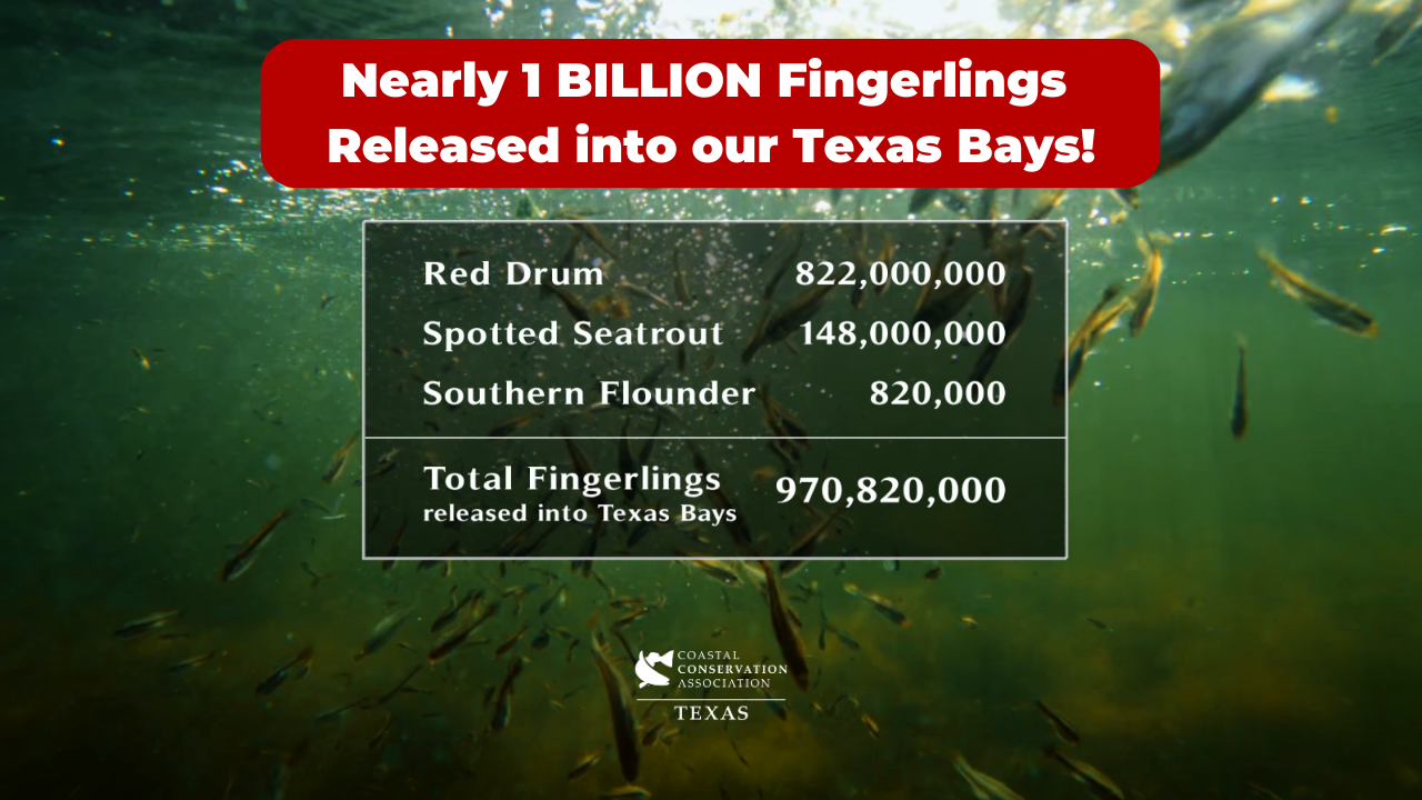 WATCH: Nearly 1 BILLION Fingerlings Released into our Texas Bays!