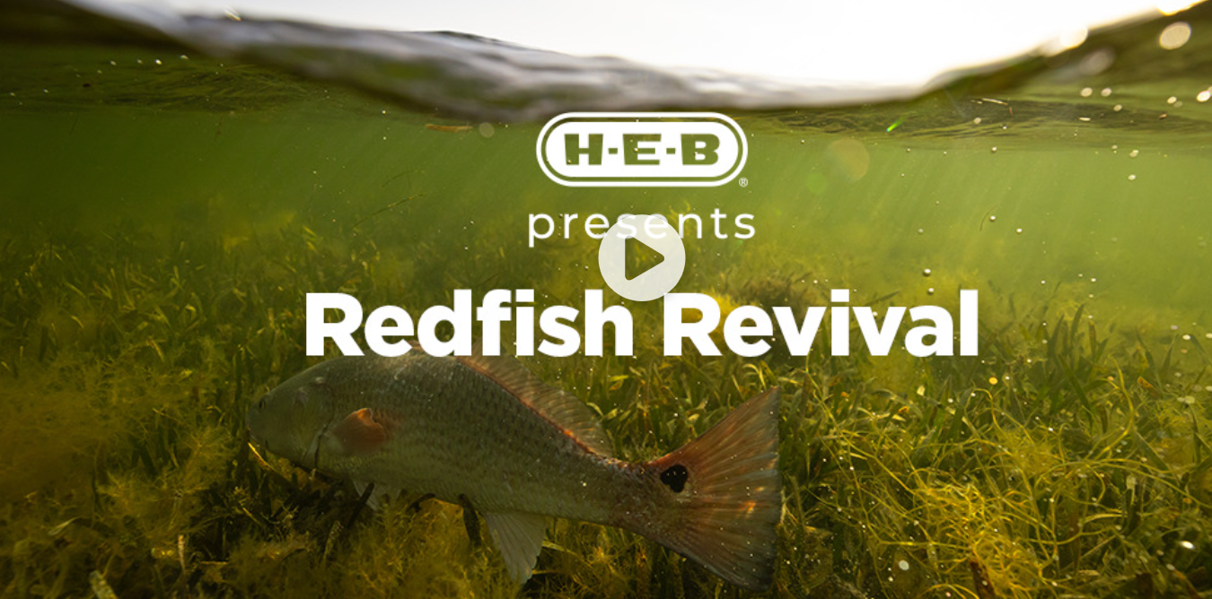 WATCH: Redfish Revival | A Film Presented by H-E-B