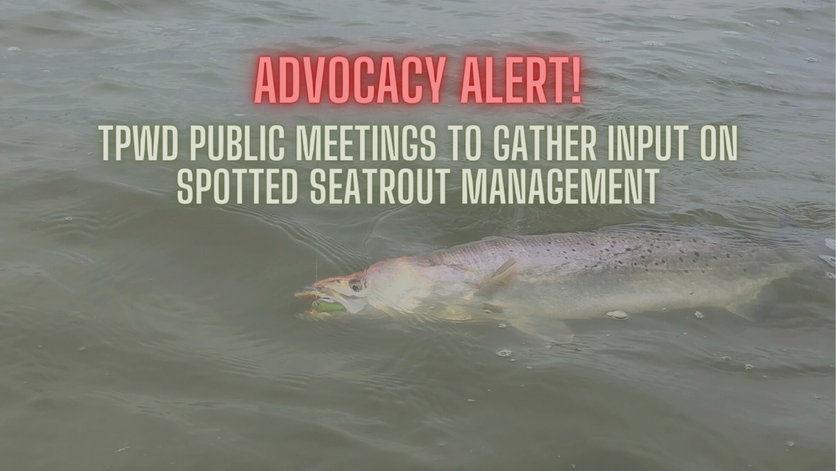 ADVOCACY ALERT: TPWD Public Meetings to Gather Input on Spotted Seatrout Management