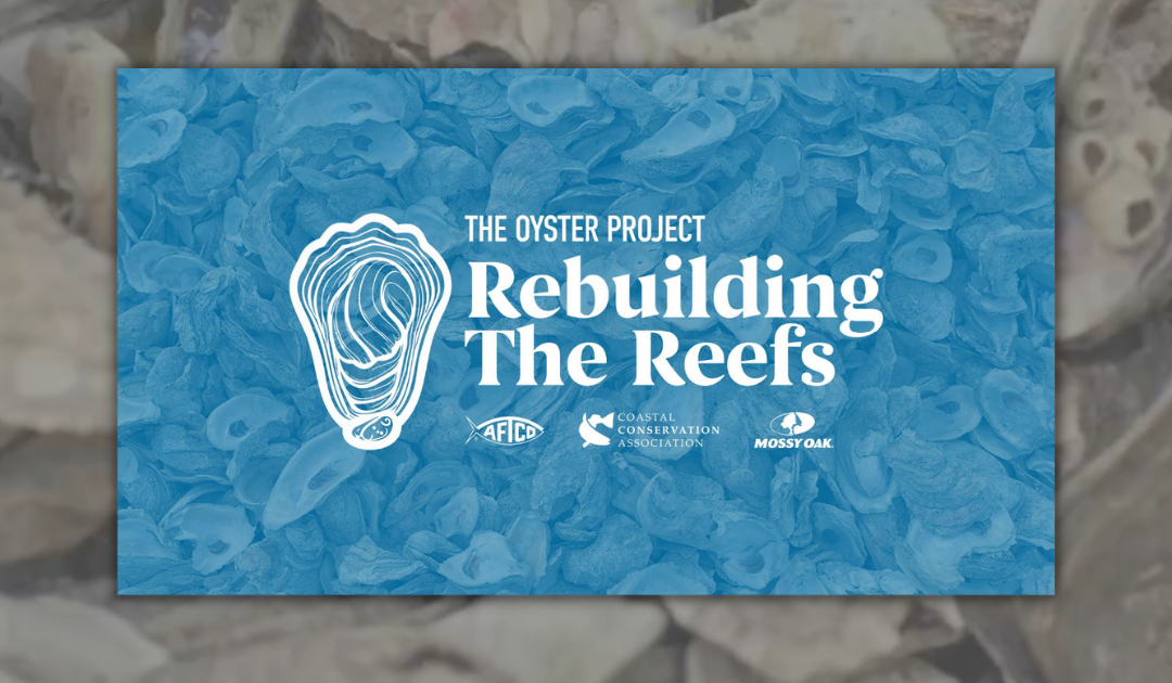 WATCH: Rebuilding Reefs: The Oyster Project