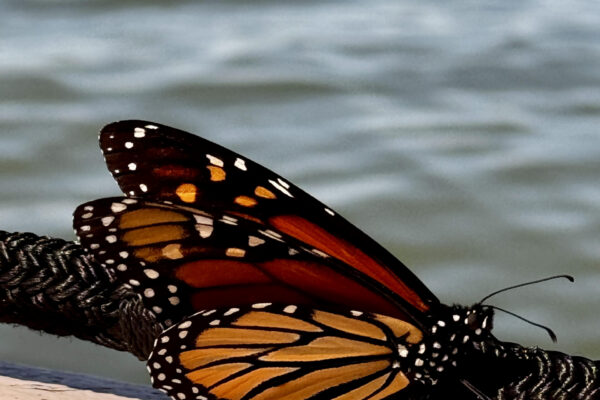 North Texas - Monarch